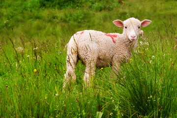lamb in a meadow