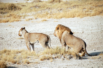 Namibia - Leoni