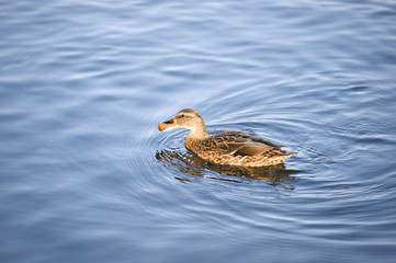 Duck on lake