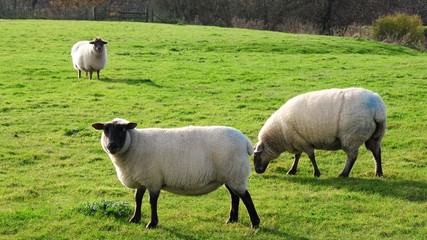 Obraz premium sheep