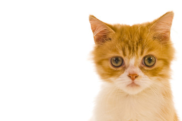 Siamese cat posing in the studio on a white background.