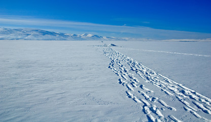 Footprints toward ice fishing holes on frozen lake - obrazy, fototapety, plakaty
