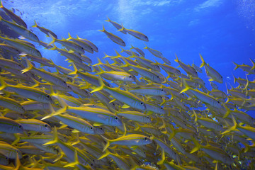 Fototapeta na wymiar Swarm brzana - Zrobione w Morzu Czerwonym