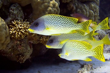 Suesslippen - Aufgenommen im Roten Meer