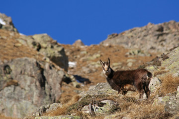 Jeune chamois