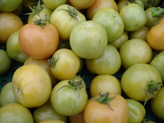 Tomates vertes
