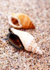 sea shell