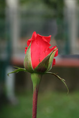 Fototapeta premium rosa