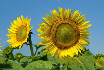 Naklejka premium Sunflowers