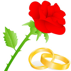 rote Rose mit goldenen Ringen