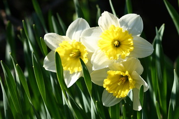 spring yellow flowers narcissus on green background