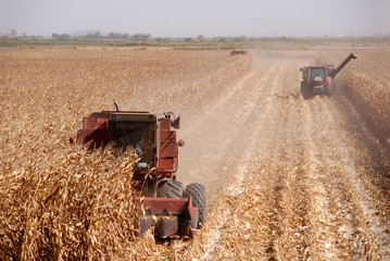 Obraz premium Combines harvesting corn, San Joaquin Valley, California