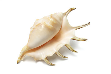 Spider Conch Seashell on White Background