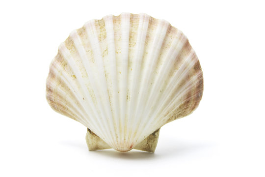 Sea Shell on Isolated White Background