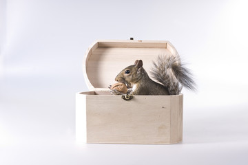 The squirrel  in a chest