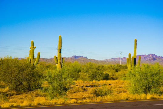 Saguaro Cactus in National Park, Arizona