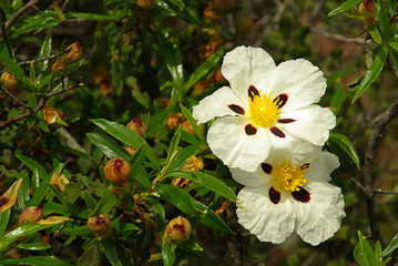 Hibiskus - hibiscus 05 © LianeM
