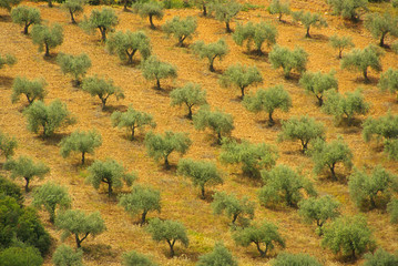 Olivenbaum - olive tree 54