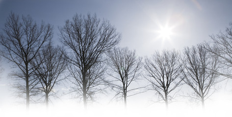 Trees and fog against blue sky with sun. Winter scene..