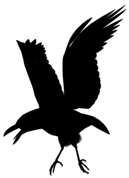 recommend clip art: Crow101