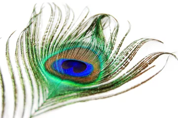 Photo sur Plexiglas Paon Detail of peacock feather on white background
