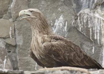 The eagle sits on a rock