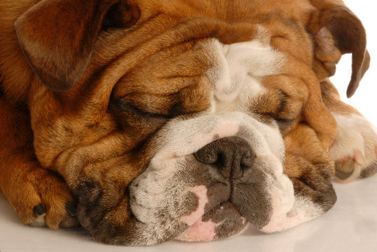cute english bulldog sleeping with lots of wrinkles