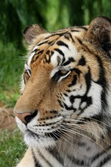 Magnificent tiger with long whiskers and stripes
