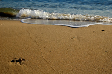 Shoreline in a sunny day. Shells and stones on the beach