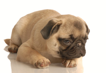 pug puppy lying down isolated on white background..