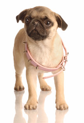 Obraz premium fawn pug puppy with pink collar that is too big