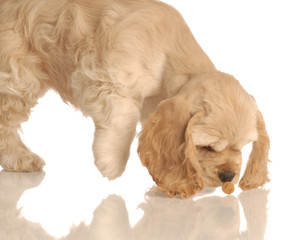 american cocker spaniel puppy eating dog food