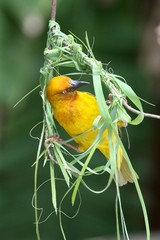 Cape weaver bird busy building it's woven nest