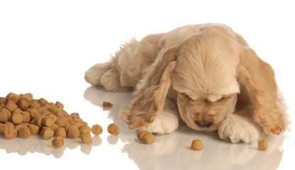 american cocker spaniel puppy eating dog food