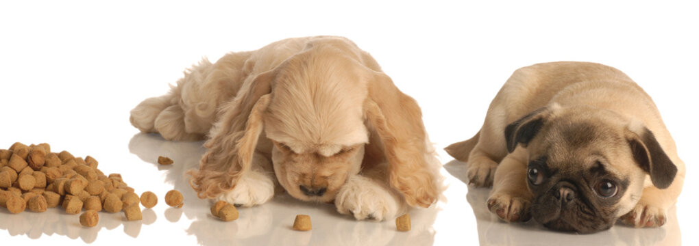 Pug Puppy Looking On With Envy As Cocker Spaniel Eats Lots