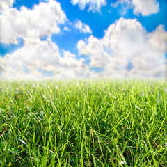 Fototapeta premium Grass and sky relaxing landscape