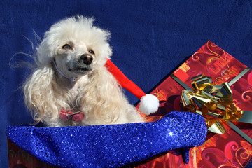 cagnolino di Natale © Silvia Ottaviano