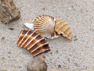 Muscheln im Sand