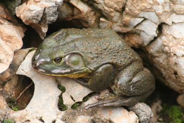 frog in China