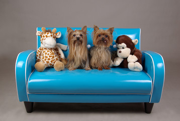 Yorkshire terrier dogs on couch