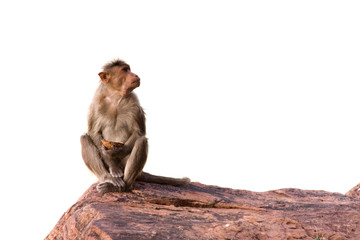 Monkey sitting on the rock, isolated over white background