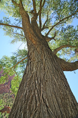 Tree in Zion NP, Utah