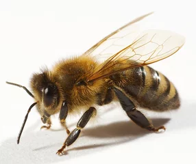 Abwaschbare Fototapete Biene Eine Biene isoliert auf weiß