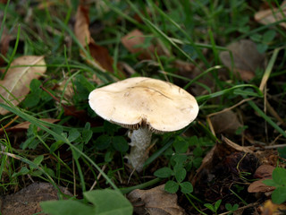 Mushroom