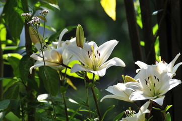 weiße Lilien Blüten © fichtelsonne