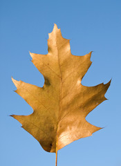 Autumn oak leaf
