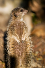 an alert meerkat (Suricata suricatta) standing up