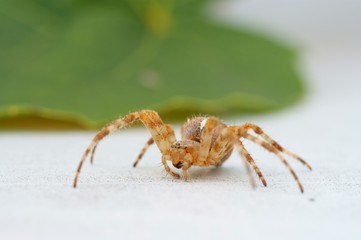 House spider On White Background