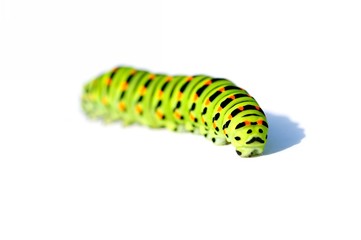 Green caterpillar on white background