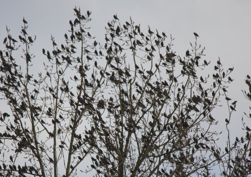 oiseaux migrateurs